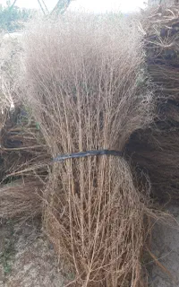 فروش عمدە وخردە بستە جارو(باقە گسک)
