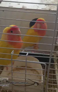 تلفن جفت طوطی صورت هلویی زرد به ضمانت