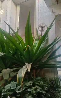 گل سوسن عنکبوتی