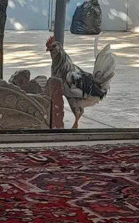 مرغ و خروس