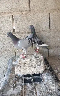 کبوترالمانی