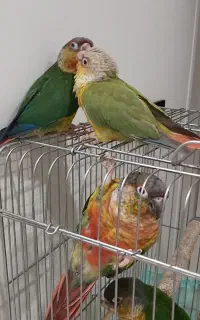 گرینچیک 3 عدد نزدیک به سه ماهه( دبل اکستریم رد)