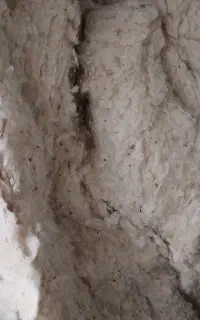پنبه