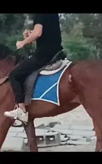 اسب. مادیان عرب خالص ایرانی