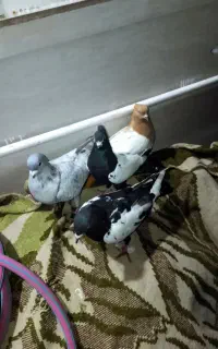 ۴تا کبوتر حراج