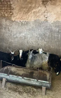 بز چکی میدم