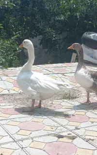غاز بومی نر و ماده