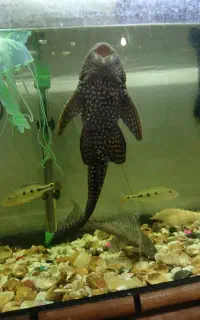 ماهی لجنخوار