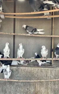 کبوتر پرشی