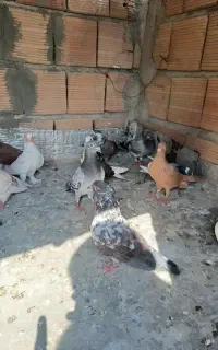 کبوتر دورگ وتکپر