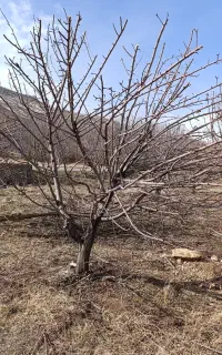 اسبارباغ انگوروهرنوع باغی