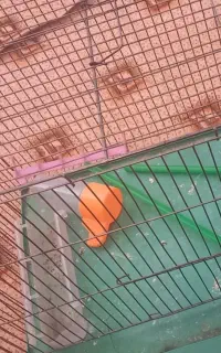 قفس مخصوص قناری
