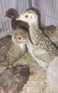 جوجه پاکستانی آمریکایی یکماهه
