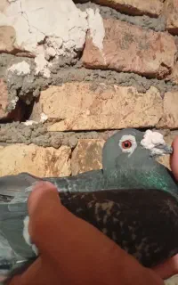گارد  معاوضه با کفتر