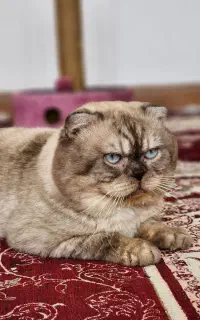 گربه اسکاتیش نر بالغ