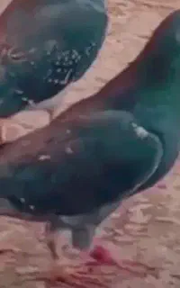 کبوترقارقا پلاگی رفته ده میلیون مژدگانی