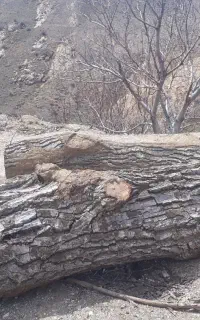 فروش تنه گردو  مغزسیاه