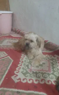 یک سگ دستی بسیاز زیبا ویه خورده هم بازیگوش