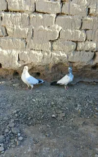 کبوتر پرشی