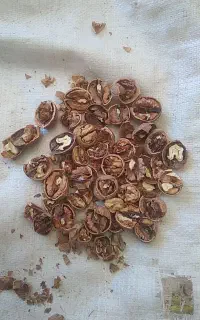 گردو