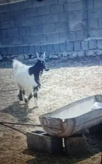 فروش کهره