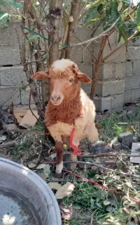 بره  ماه سه ماهه