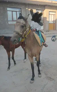 اسب مادیان