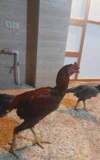 فروش مرغ وخروس لاری