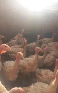 بوقلمون گوشتی