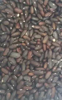 بذر لوبیا سبز