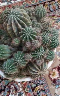کاکتوس سرحال وزیبا