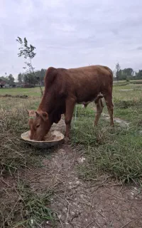 ورزا چالوسی استانداردج