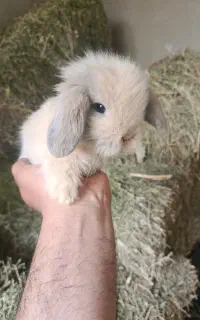 بچه لوپ اصیل