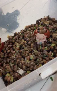 ۲۵۰ آلبینو سالم ۲ ماه و نیمه