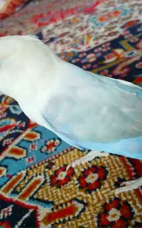 جفت طوطی برزیلی فیشر هفت رنگ دستی