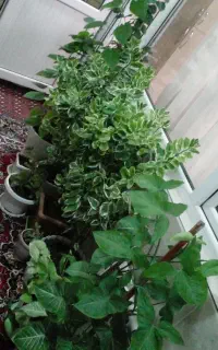 گل آپارتمانی
