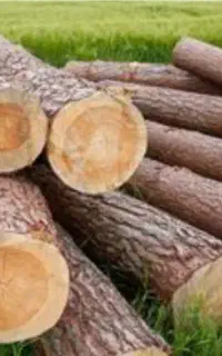 برش درخت و هرس کاری