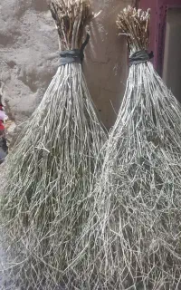 جاور