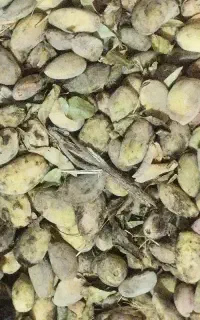 پوست کن بادام و گردو با دستگاه خریدار بادام