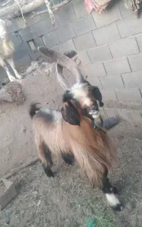 فروش بز و دوبور چاق