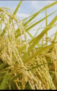 کمپاین