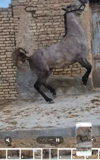 کره نریان عرب یکسر