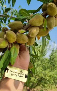 بهترین رقم نهال بادام پایه کوتاه جی ان نهال رجبی