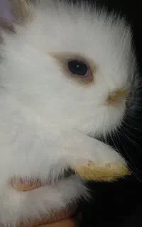 خرگوش لوپ در رفسنجلن