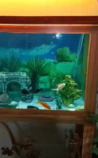 فروش آکواریوم با پایه فرفوژه فلزی