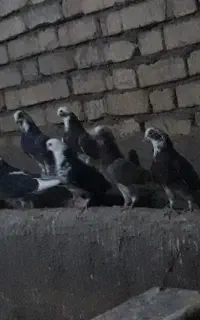 ۸عددشازده