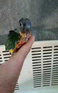 طوطی گرینچیک جوجه