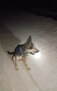 سگ ژرمن معاوضه با سگ نگهبان