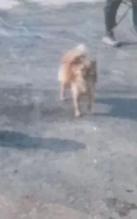 سگ پامر روباهی