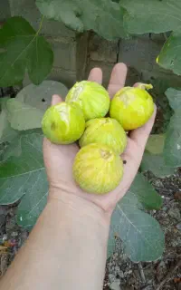 انجیرسفید،شیرین عسل( تحویل رایگان)
